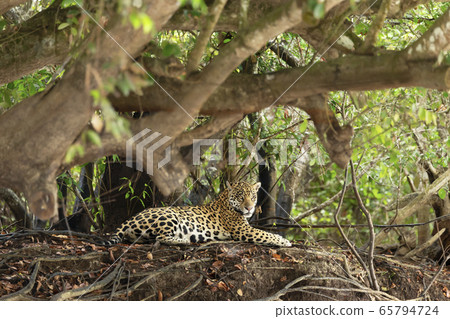 Jaguar lying by a tree on a river bank 65794724