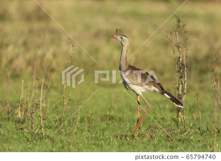 Red legged seriema standing in a grass field 65794740