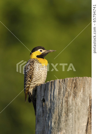 Close up of a campo flicker perched on a tree Close up of a campo flicker perched on a tree 65794741