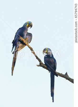 Two Hyacinth macaw perched in a palm tree Two Hyacinth macaw perched in a palm tree 65794743