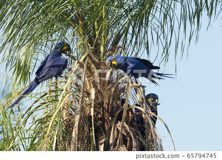 Hyacinth macaws perched in a palm tree 65794745