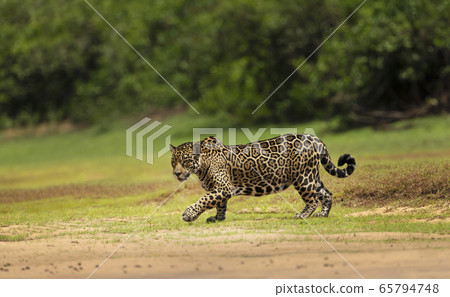 Jaguar walking on a river bank 65794748