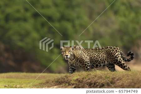 Jaguar walking on a river bank 65794749