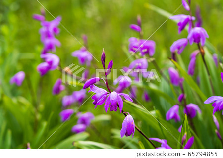 春天貝尼蘭 65794855