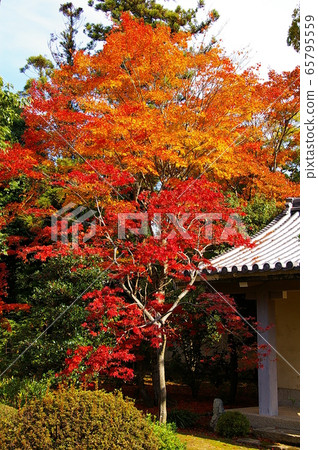 Autumn leaves of Kyoto Zuishin-in 65795559