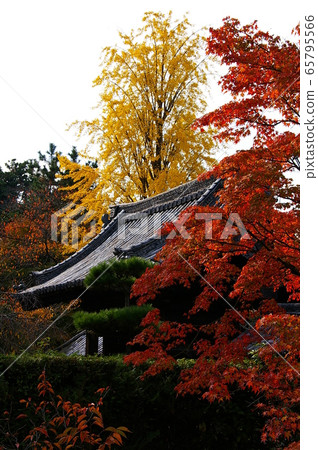 Autumn leaves of Kyoto Zuishin-in 65795566