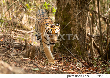 Wild Male tiger walking in forest for territory marking at kanha national park or tiger reserve, madhya pradesh, india - panthera tigris 65795583