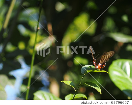 wild small black brown yellow pattern butterfly moth on green leaves, tropical plants outdoor authentic shot in garden with colorful bokeh background 65796667