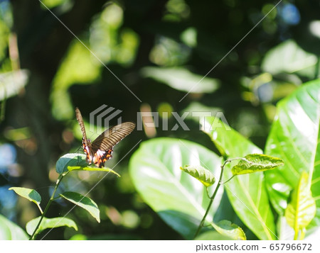 wild small black brown yellow pattern butterfly moth on green leaves, tropical plants outdoor authentic shot in garden with colorful bokeh background wild small black brown yellow pattern butterfly moth on green leaves, tropical plants outdoor authentic shot in garden with colorful bokeh background 65796672