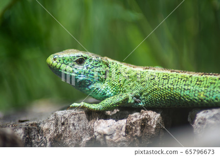 Portrait of green lizard on tree strain Portrait of green lizard on tree strain 65796673