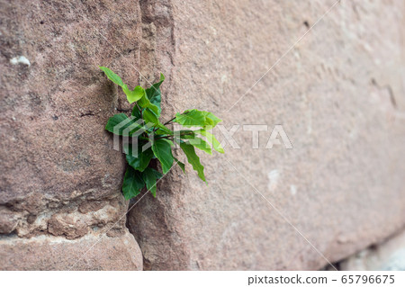Closeup of young fagus sylvatica growing Closeup of young fagus sylvatica growing 65796675