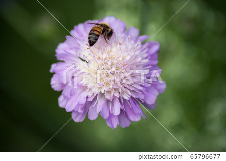 Closeup of bee on purple flower in a meadow Closeup of bee on purple flower in a meadow 65796677