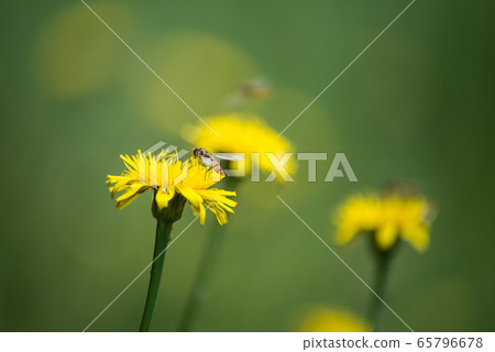 Closeup of hoverfly insect on dandelion flower Closeup of hoverfly insect on dandelion flower 65796678
