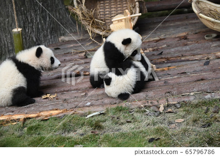 Baby panda 65796786