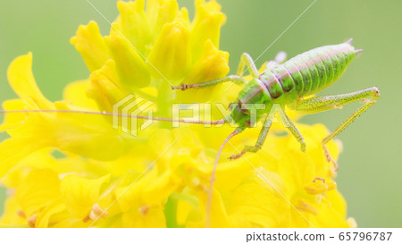 Rape blossoms and child's Yabukiri 65796787