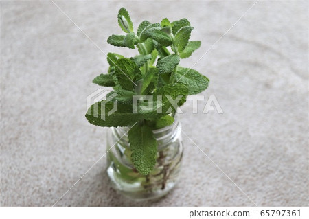 菜園,香草(蘋果薄荷) 菜園,香草(蘋果薄荷) 65797361