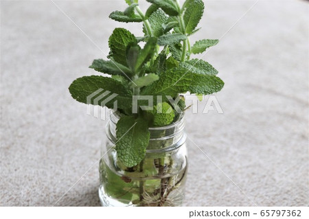 Kitchen garden, herb (apple mint) Kitchen garden, herb (apple mint) 65797362