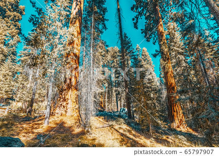 Forest of ancient sequoias in Yosemeti National Forest of ancient sequoias in Yosemeti National 65797907
