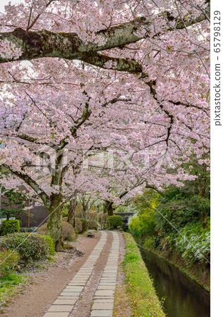 Kyoto's Philosophy Road Kyoto's Philosophy Road 65798129