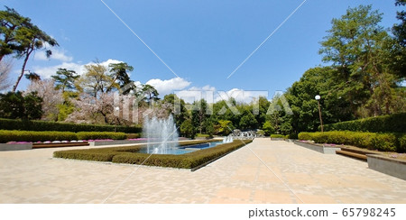 山梨縣山梨市，噴泉廣場和Manriki公園的櫻花 65798245
