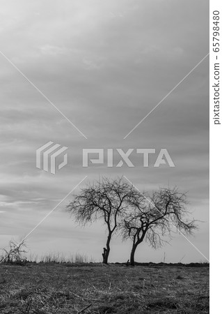 Black and white vertical nature landscape with couple of trees on meadow 65798480
