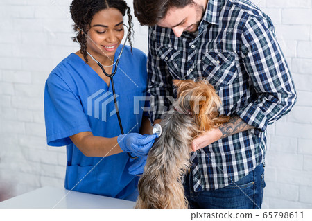 Lung disorders in animals. Vet doc checking little dog's breathing and its owner in hospital 65798611