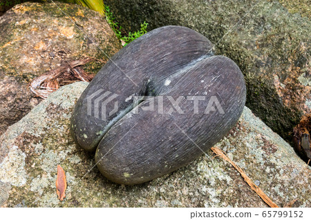 Coco de mer, Lodoicea maldivica in Fond Ferdinand, 65799152