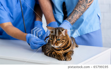Closeup of two veterinarian doctors with stethoscope checking tabby cat's heart rate in clinic. Panorama 65799195