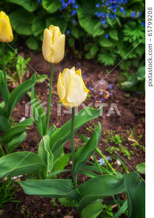 Tulips growing in the ground along with other 65799208
