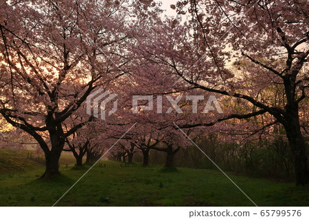 Shizukuishigawaen in spring 65799576