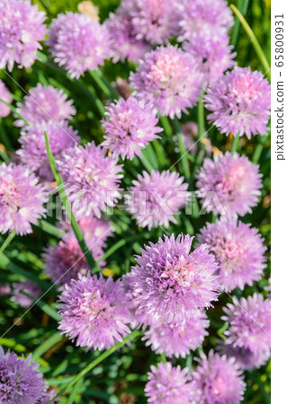 Herb Chives 65800931