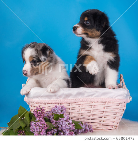 Two Australian Shepherd tan and merle puppies 65801472