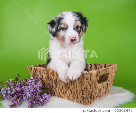 Red Merle Australian Shepherd puppy lilac flowers 65801473