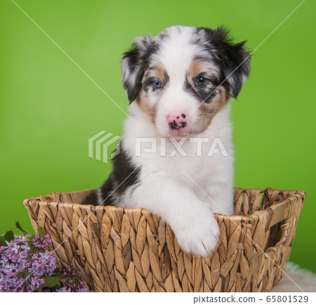Red Merle Australian Shepherd puppy lilac flowers 65801529
