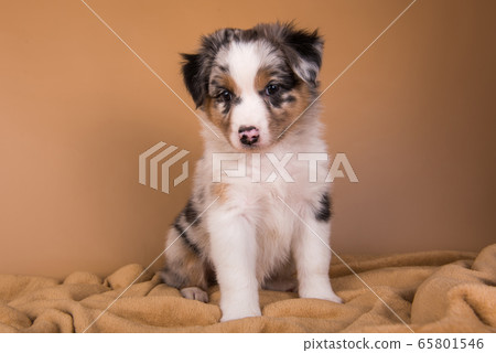 Red Merle Australian Shepherd puppy, six weeks old 65801546