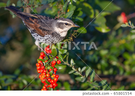 Thrush Thrush 65801554