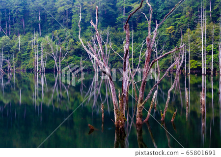 水下森林2 65801691