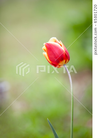 Seasonal Queen Tulip 65801720