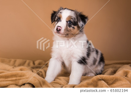 red merle aussie shepherd