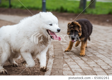 Samoyed dog and German Shepherd in motion play in the park Samoyed dog and German Shepherd in motion play in the park 65802261