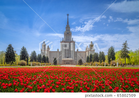 The main building of Moscow State University on the background of blooming tulips 65802509