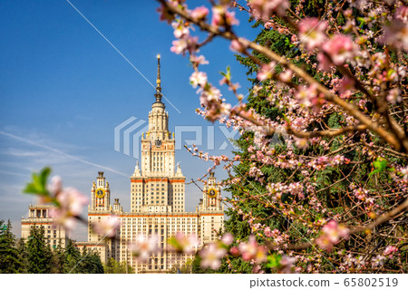 The main building of Moscow State University on a background of blooming cherry The main building of Moscow State University on a background of blooming cherry 65802519