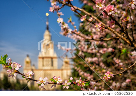 The main building of Moscow State University on a background of blooming cherry 65802520