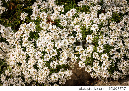 Iberis sempervirens or candytuft flowers in summer 65802737