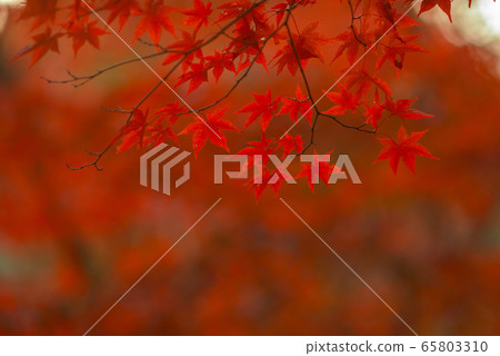 秋天的樹葉 秋天的樹葉 65803310