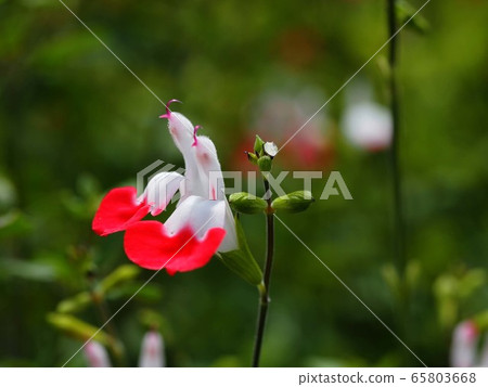 Twittering birds? (Hot lips flowers and buds) Twittering birds? (Hot lips flowers and buds) 65803668