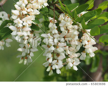 Harienge Harienge 65803698