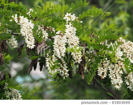 Harienge Harienge 65803699