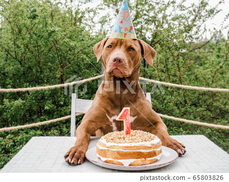 Lovable, pretty puppy of chocolate color. Closeup 65803826