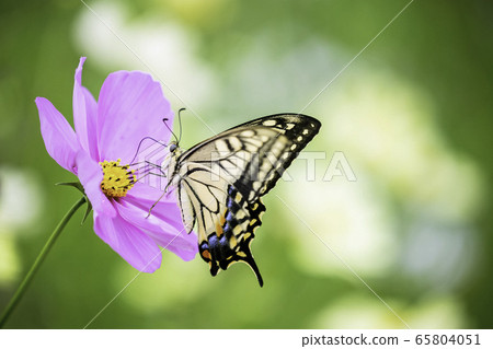 波斯菊和燕尾蝴蝶 波斯菊和燕尾蝴蝶 65804051